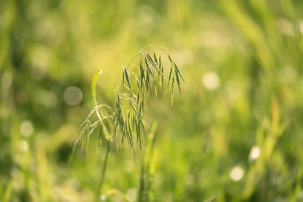 Nahaufnahme Foto von Grassamen — Stockfoto