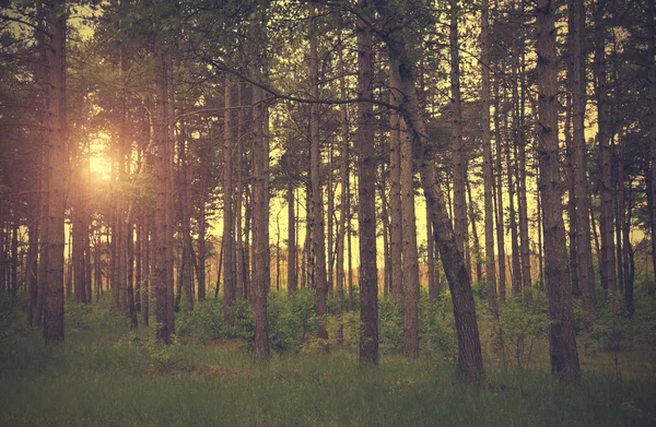 Dramatic photo of a forest scene — Stock Photo, Image