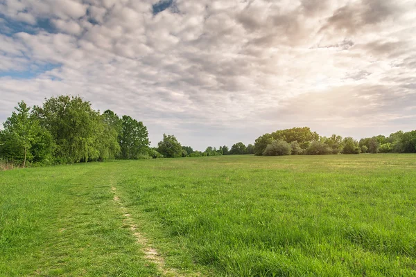 Groene veld op zomer — Stockfoto