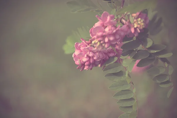 Vintage Foto von Akazienblüten — Stockfoto