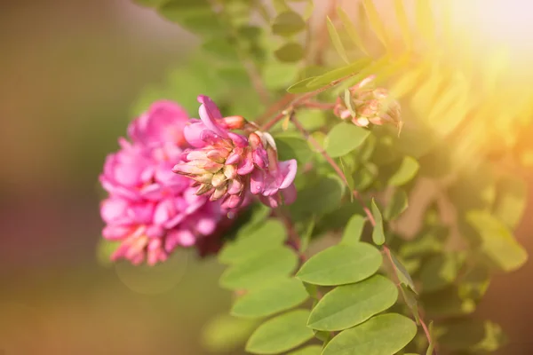 Nahaufnahme Foto von Akazienblüten — Stockfoto