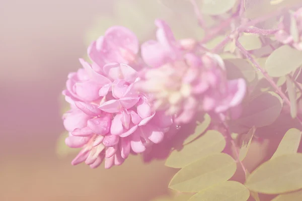 Närbild foto av akacia blommor — Stockfoto