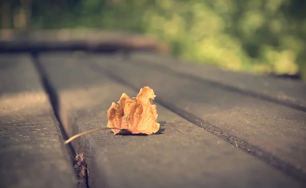 Nahaufnahme eines trockenen Herbstblattes auf Holz — Stockfoto