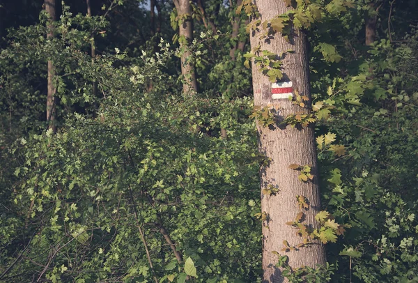 Znak turystyczny na pniu drzewa — Zdjęcie stockowe