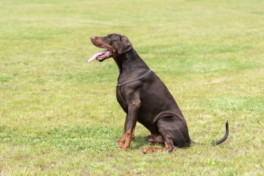 Doberman pinscher alanında oturmuş