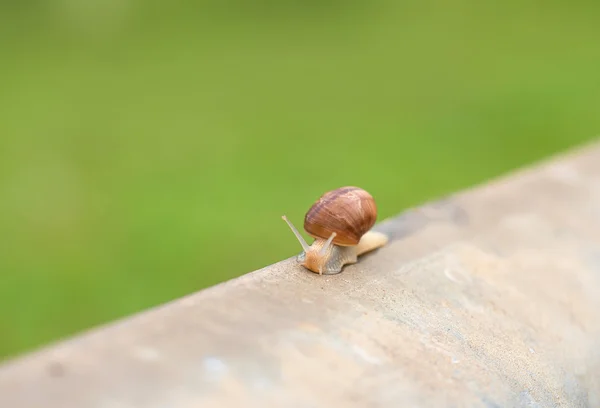 Closeup photo of a little snail — Stock Photo, Image