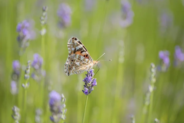 Mariposa sobre flor de lavanda —  Fotos de Stock