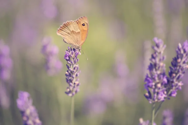 薰衣草花上的蝴蝶 — 图库照片