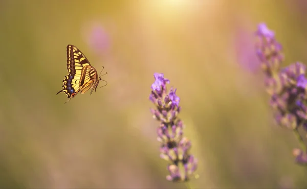 Borboleta voar para flor de lavanda — Fotografia de Stock