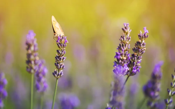 Schmetterling auf Lavendelblüte — Stockfoto