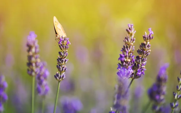 ラベンダーの花を蝶します。 — ストック写真