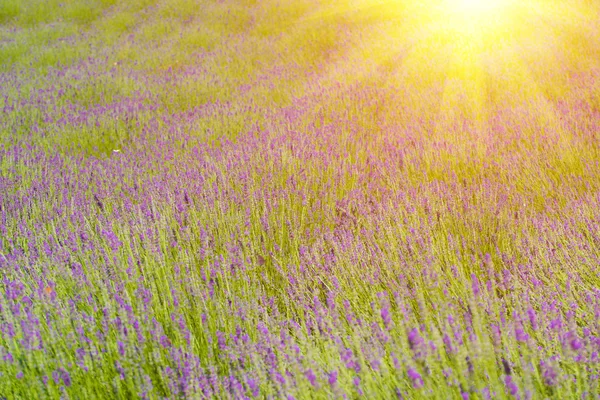 Sonnenuntergang über einem violetten Lavendelfeld — Stockfoto