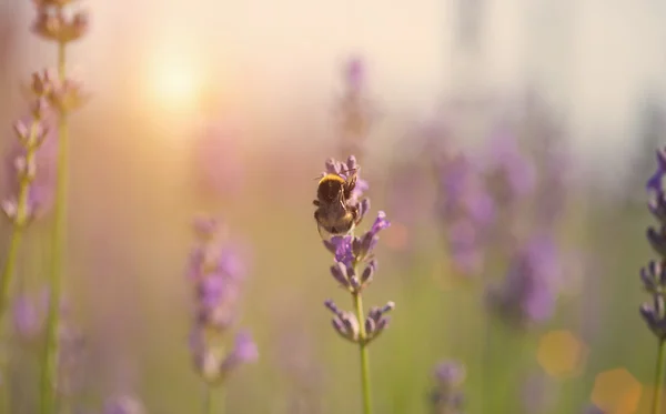 Bumble bee sul fiore di lavanda — Foto Stock
