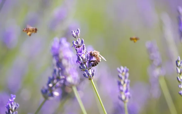 ラベンダーの花にミツバチ — ストック写真