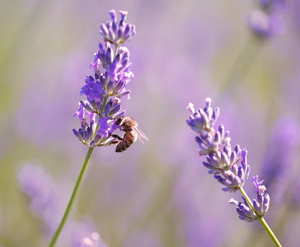 ラベンダーの花にミツバチ — ストック写真