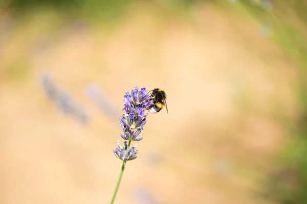 Пчела на лавандовом цветке — стоковое фото