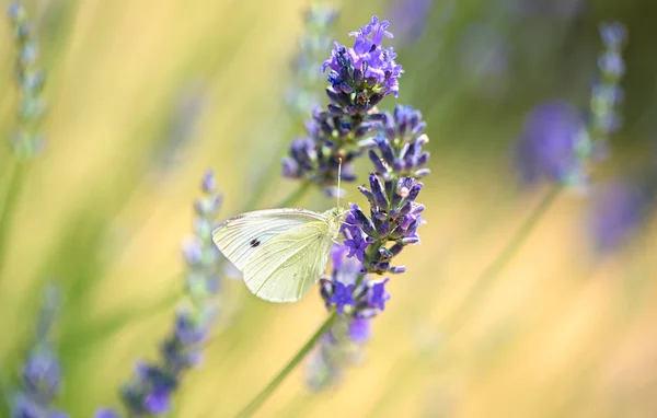 Papillon sur fleur de lavande — Photo