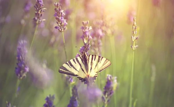 Borboleta em flor de lavanda — Fotografia de Stock