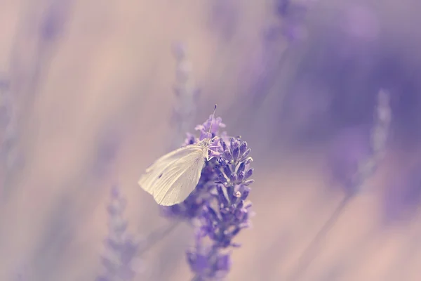 Motýl na květu levandule — Stock fotografie