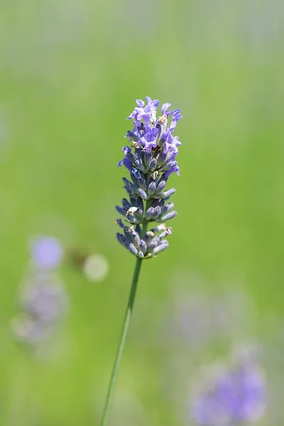 Macro photo of lavender flowers on green — Stock Photo, Image