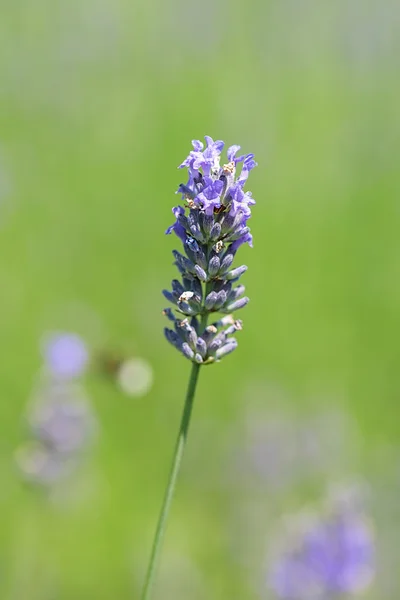 Macro photo de fleurs de lavande sur vert — Photo