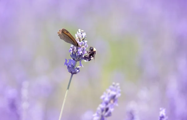 Vlinder aan lavendel bloem — Stockfoto