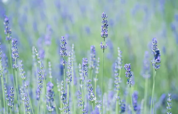 Lavendelfeld im Sommer — Stockfoto