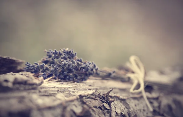 Macro photo of lavender bouquet — Stock Photo, Image