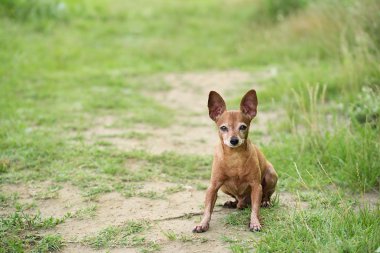 Minyatür pinscher köpek yeşil