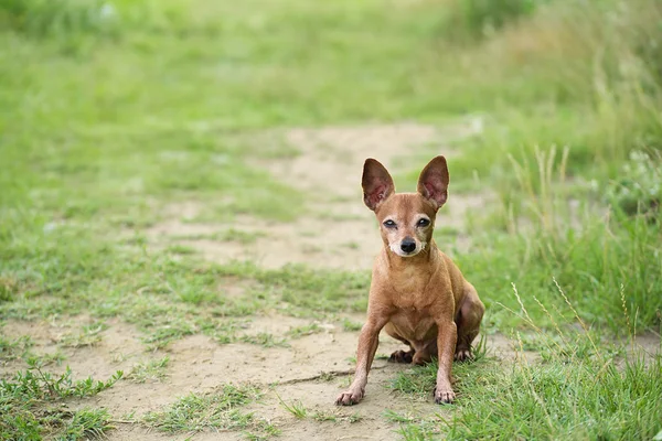 소형 pinscher 개 녹색에 — 스톡 사진