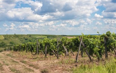 üzüm güzel satırları
