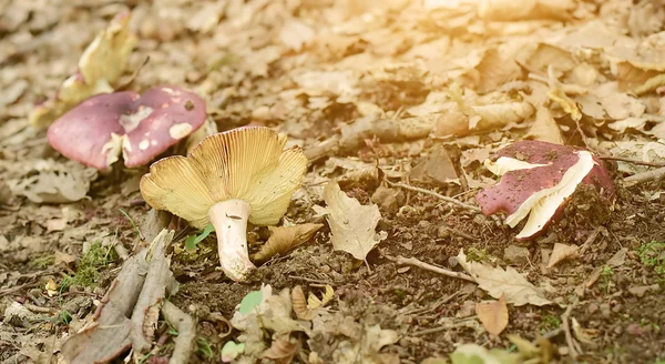 Mushrooms on the forest ground — Stock Photo, Image