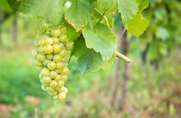 Белый виноград летом — стоковое фото