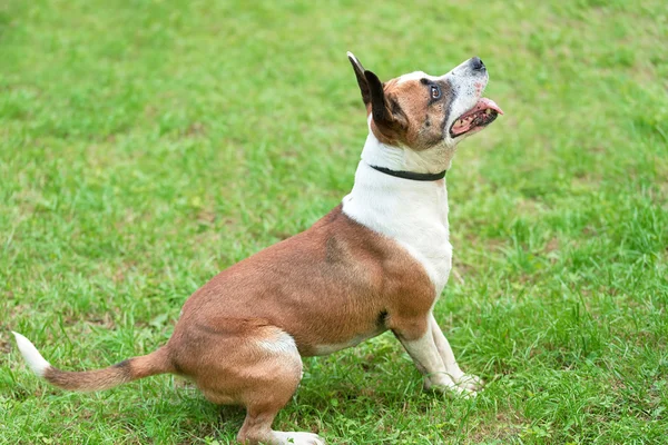 American Staffordshire Terrier w zielonej — Zdjęcie stockowe