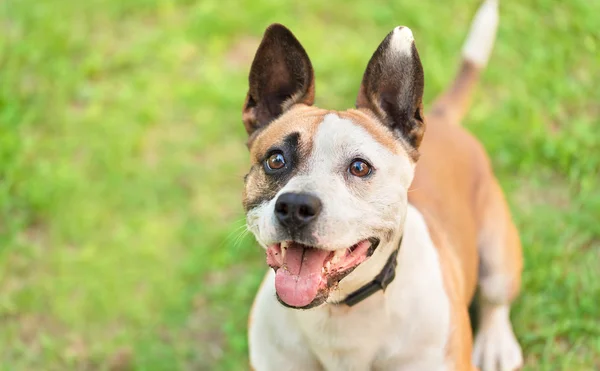 American Staffordshire Terrier in un verde — Foto Stock