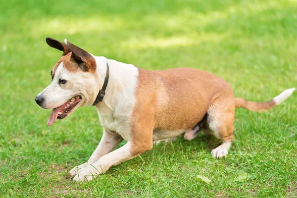 American Staffordshire Terrier in un verde — Foto Stock