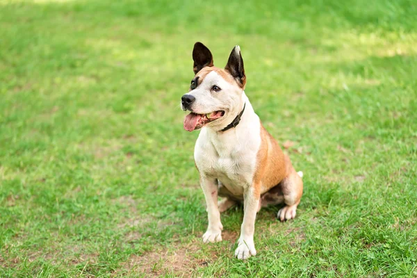 American Staffordshire Terrier w zielonej — Zdjęcie stockowe