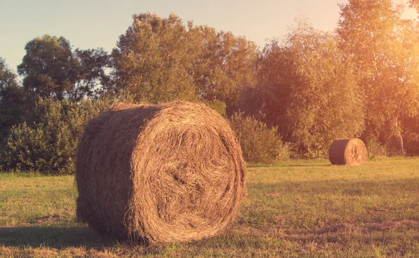 Hay bale op weide — Stockfoto