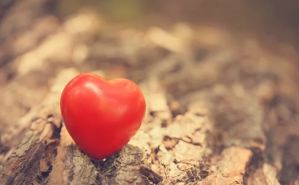 Het symbool van de liefde op de boomstam — Stockfoto