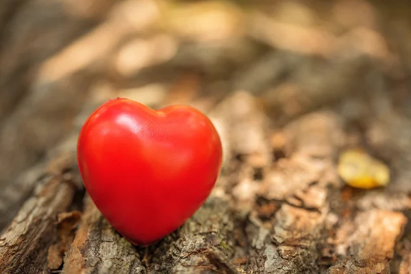 Symbole d'amour sur le tronc de l'arbre — Photo