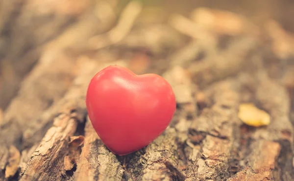 Simbolo d'amore sul tronco dell'albero — Foto Stock