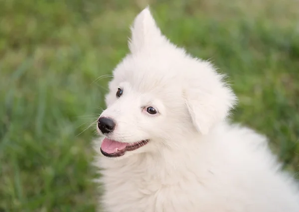 Retrato de perro Spitz japonés de pura raza — Foto de Stock