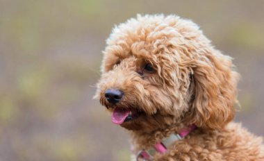 Parktaki sevimli kahverengi kaniş portresi