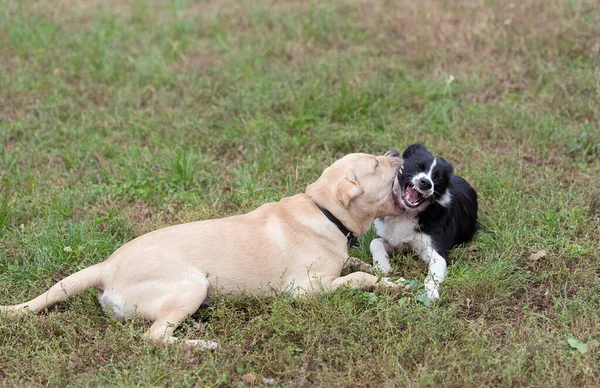 Two Happy Funny Dog Play Park — Stock Photo, Image