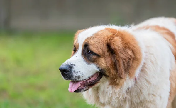 公園の素敵な聖ベルナール犬の肖像画 — ストック写真