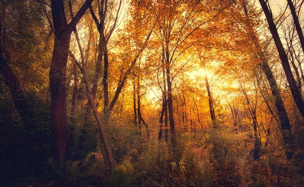 Φθινοπωρινό Δάσος Πολύχρωμη Εικόνα Μιας Όμορφης Φύσης — Φωτογραφία Αρχείου