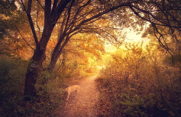 Podzimní Les Barevný Obraz Krásné Přírody — Stock fotografie