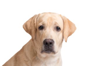 Güzel Labrador Retriever köpeği beyaz arka planda izole edilmiş.