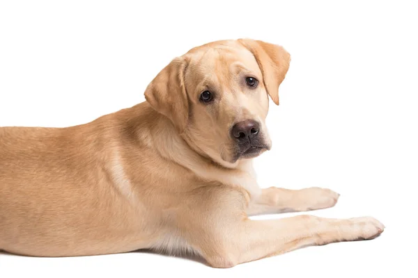 Güzel Labrador Retriever Köpeği Beyaz Arka Planda Izole Edilmiş — Stok fotoğraf
