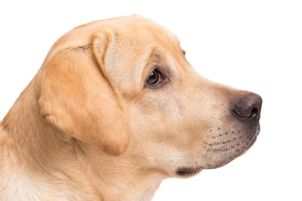 Güzel Labrador Retriever Köpeği Beyaz Arka Planda Izole Edilmiş — Stok fotoğraf